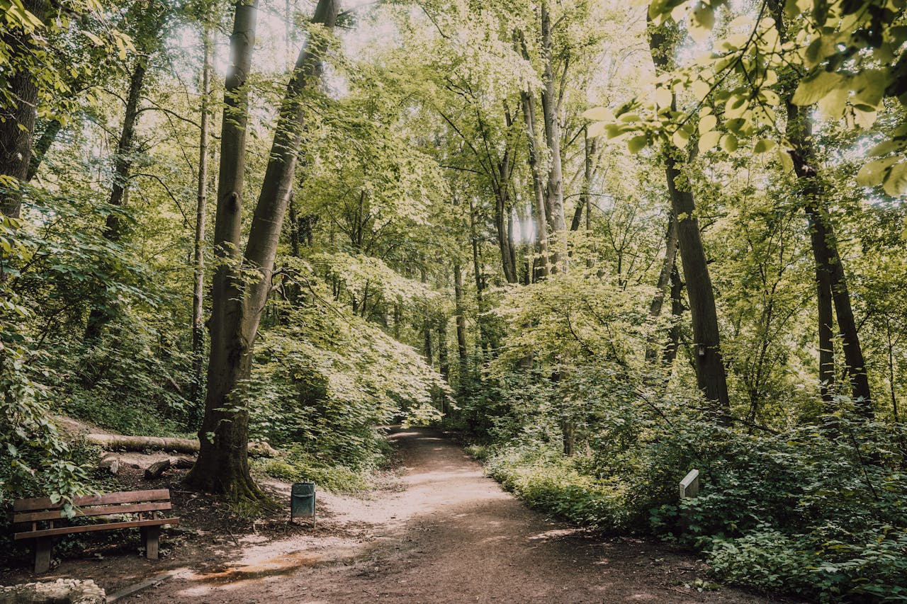 Highgate Wood ancient woodland with dappled sunlight through canopy